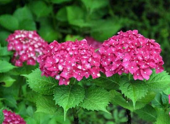 绣球花怎么浇水，绣球花多久浇一次水