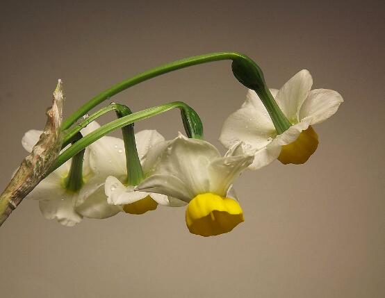 水仙花可以四季水培吗，水仙花水培方法