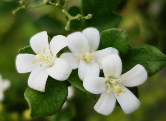 九里香什么时候开花，九里香一年开几次花(七月盛开)