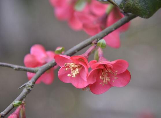 海棠花怎么施肥，海棠花施复合肥最好