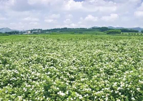 茉莉花花期多久，茉莉花花期长达半年(5-10月)