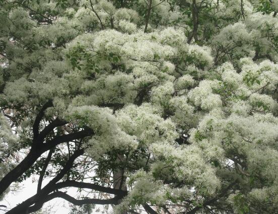 六月雪怎么浇水，六月雪浇水方法