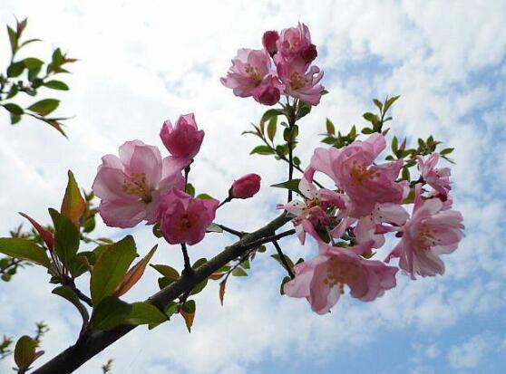 海棠花烂根怎么办，海棠花烂根解决办法