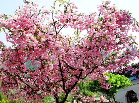 海棠花怎么浇水，海棠花浇水方法