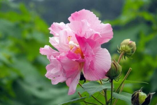 芙蓉花什么时候开，芙蓉花一年开几次花