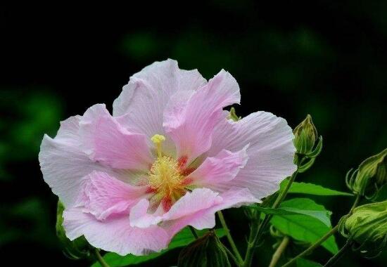 芙蓉花什么时候开，芙蓉花一年开几次花