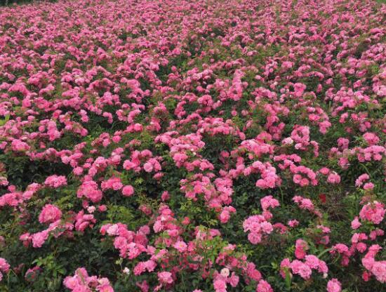 月季花有几种颜色，月季花品种图片大全