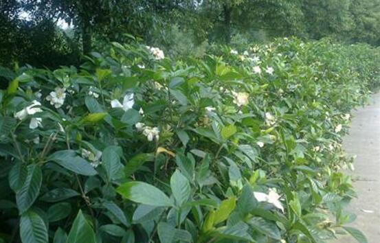 栀子花怎么繁殖，栀子花五大繁殖方法