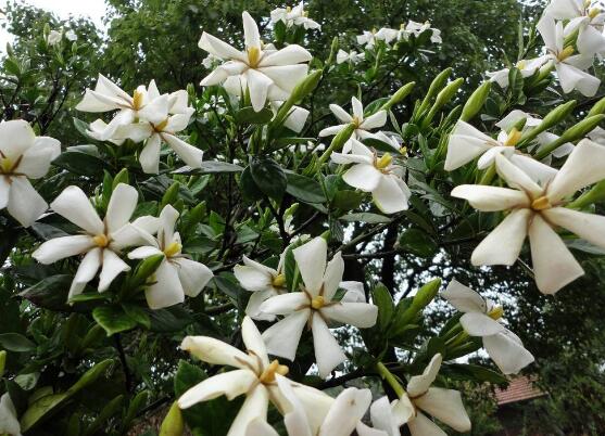 栀子花什么时候开花，栀子花开花期5月-8月