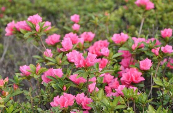 杜鹃花有毒吗，杜鹃花能放在卧室吗