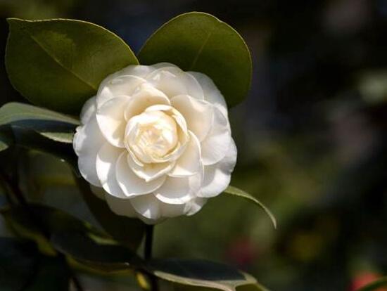 茶花的花语是什么，山茶花花语及代表意义