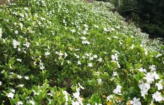 栀子花怎么修剪，栀子花修剪方法