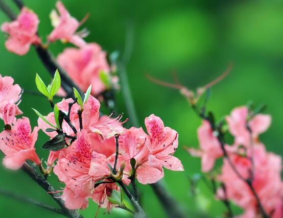 杜鹃花怎么修剪，杜鹃花修剪方法