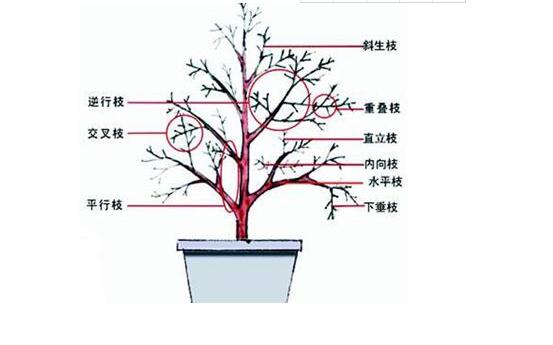 栀子花怎么修剪，栀子花修剪方法