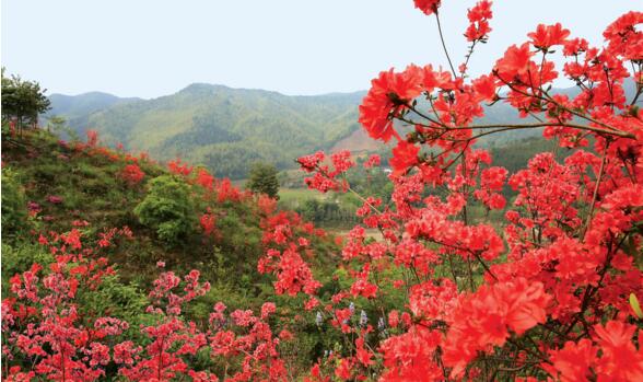 杜鹃花是映山红吗，杜鹃花和映山红的区别