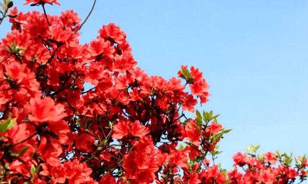 杜鹃花是映山红吗，杜鹃花和映山红的区别