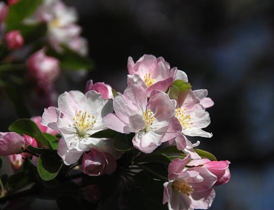 海棠花怎么扦插，海棠花的繁殖方法