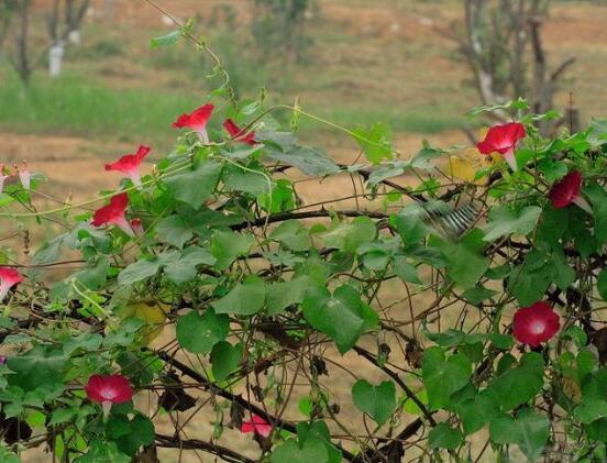 牵牛花什么时候开花，牵牛花在每年6-10月开花