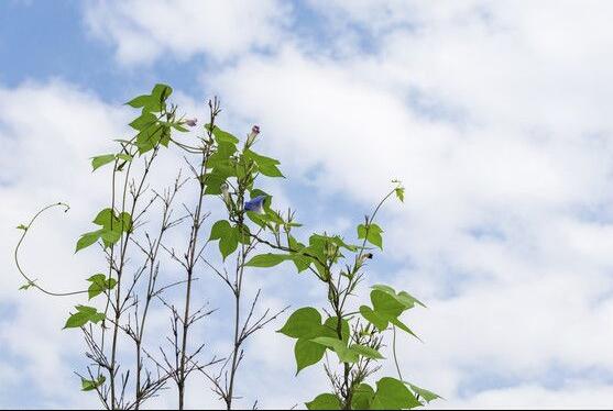 牵牛花的花语是什么，牵牛花代表着爱情、冷静、虚幻、爱情永固