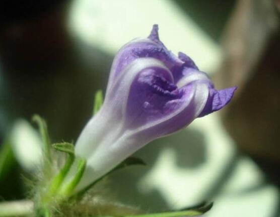 牵牛花可以水培吗，牵牛花水培方法