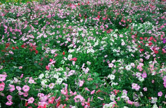 牵牛花怎么修剪，牵牛花修剪方法