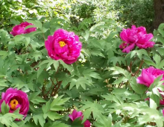 牡丹花什么时候开，牡丹花在每年5月开花(一年开一次)