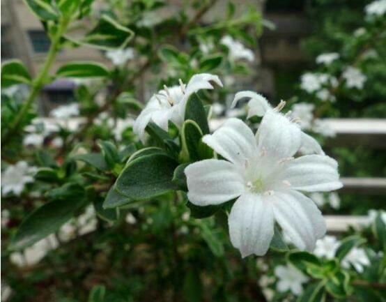 六月雪花期，六月雪花期持续达60天(5-7月份)