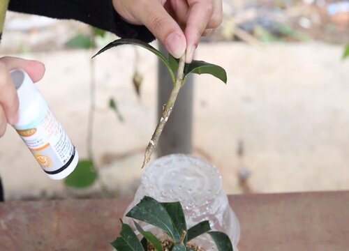 桂花树扦插繁殖方法图片