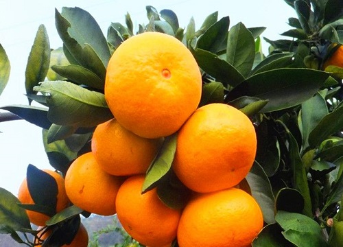 橘子是双子叶植物吗