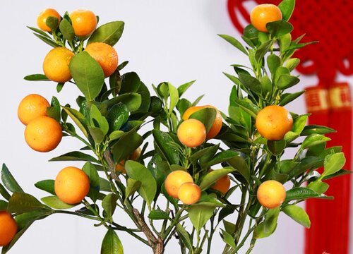 橘子和栀子是一种植物吗