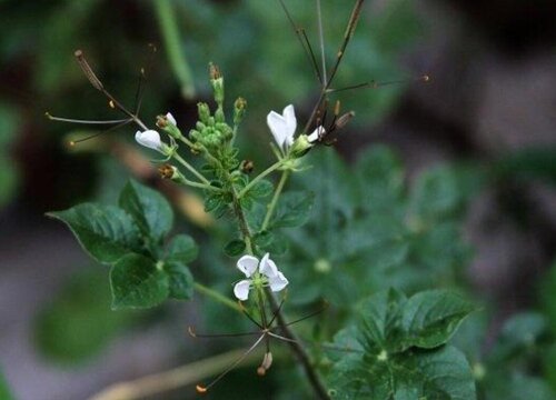 猪屎菜生长在什么地方