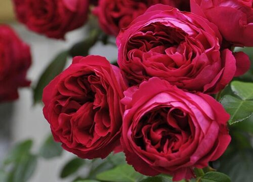 红玫瑰代表什么花语