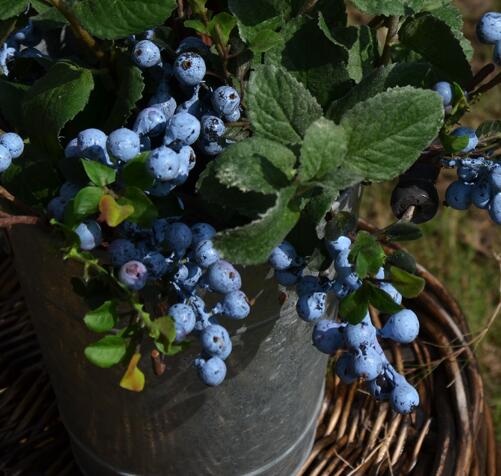 蓝莓几月份扦插最好 容易成活的扦插时间