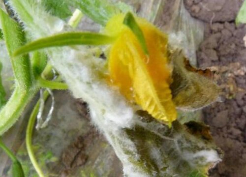 大棚黄瓜病虫害防治技术与方法