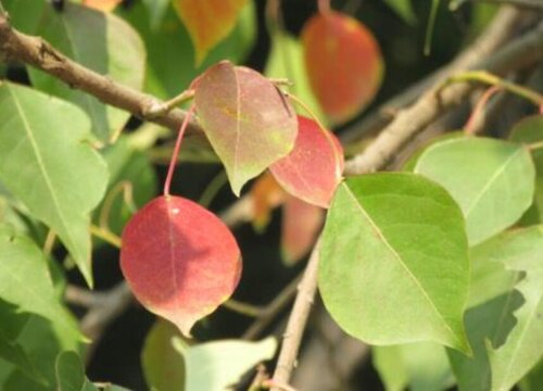 烏桕什麼時候發芽長葉-勤學知裝修網