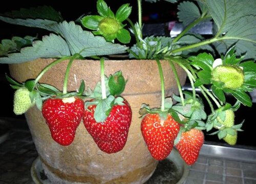 盆栽草莓怎么浇水方法