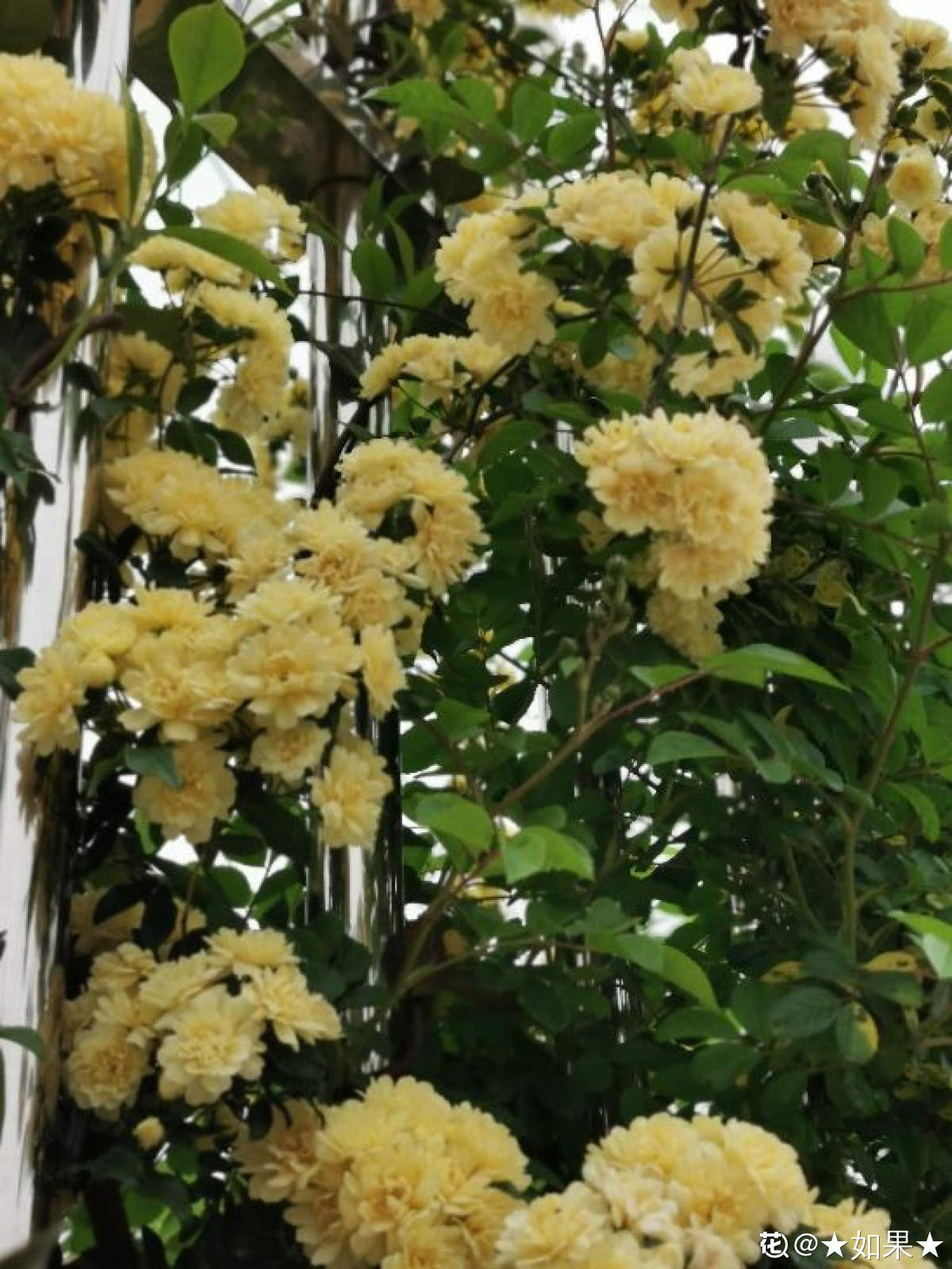 黄中显白的木香花