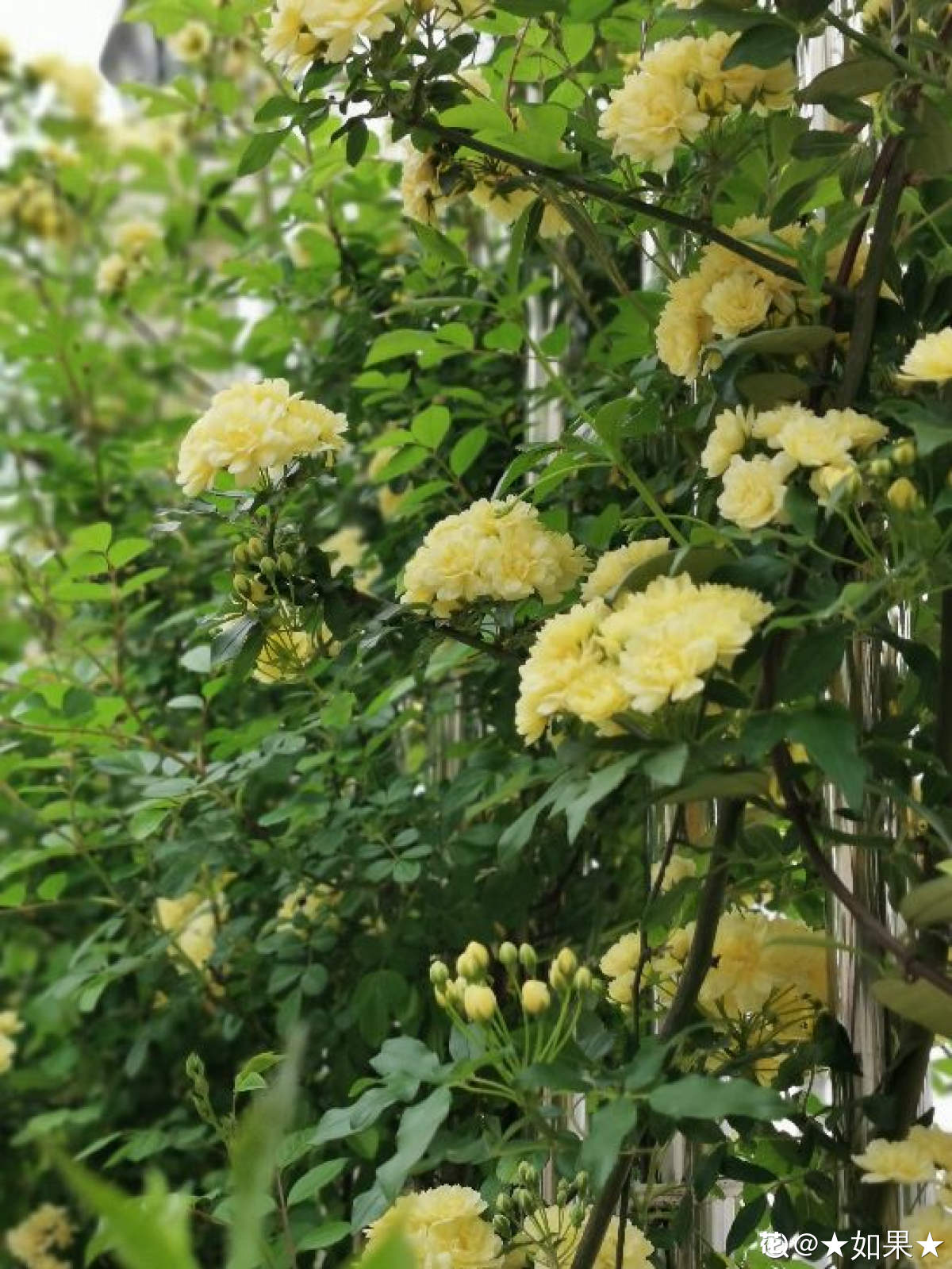 庭院中的黄色木香花