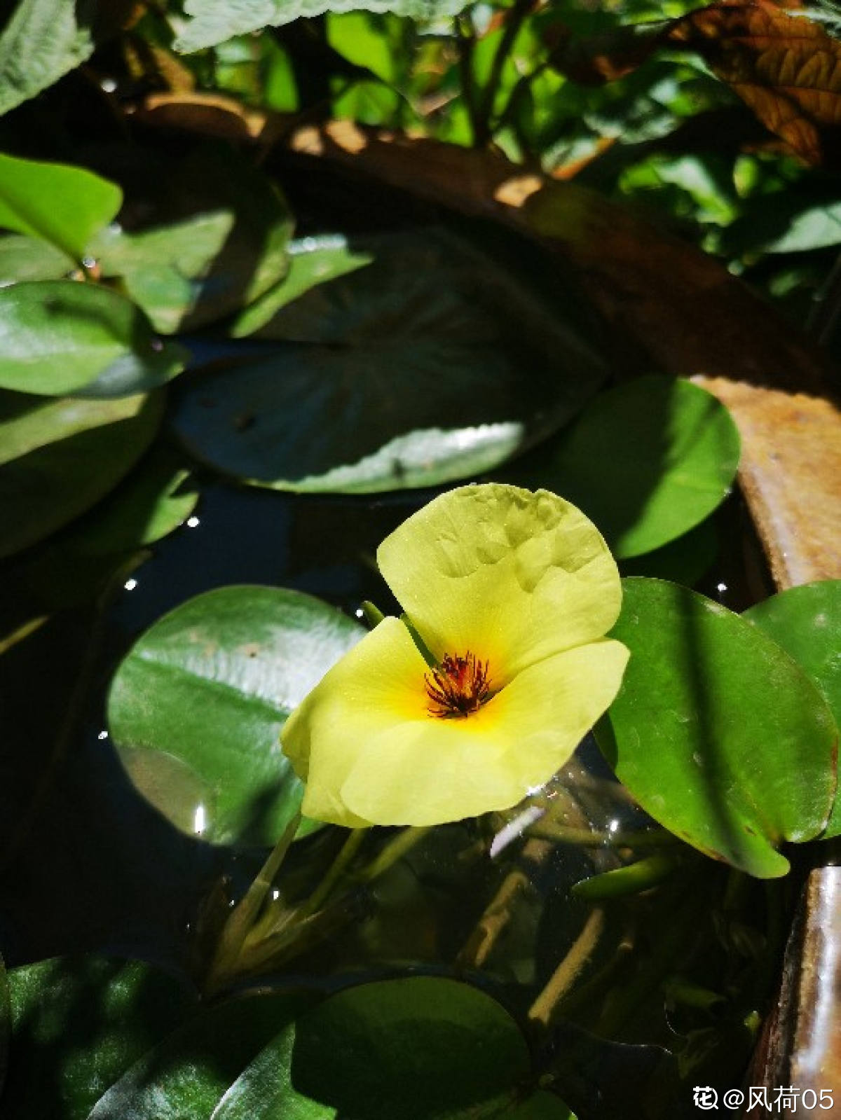 水**花