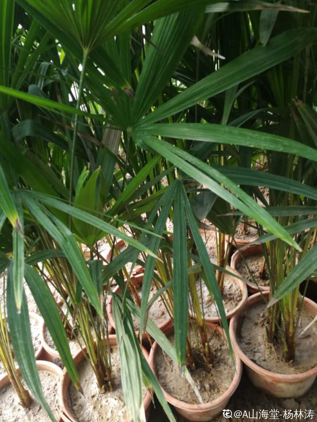 棕竹盆景的图片