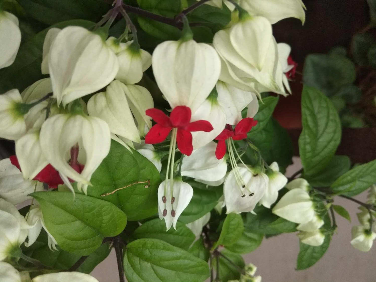 白花瓣红花冠——龙吐珠