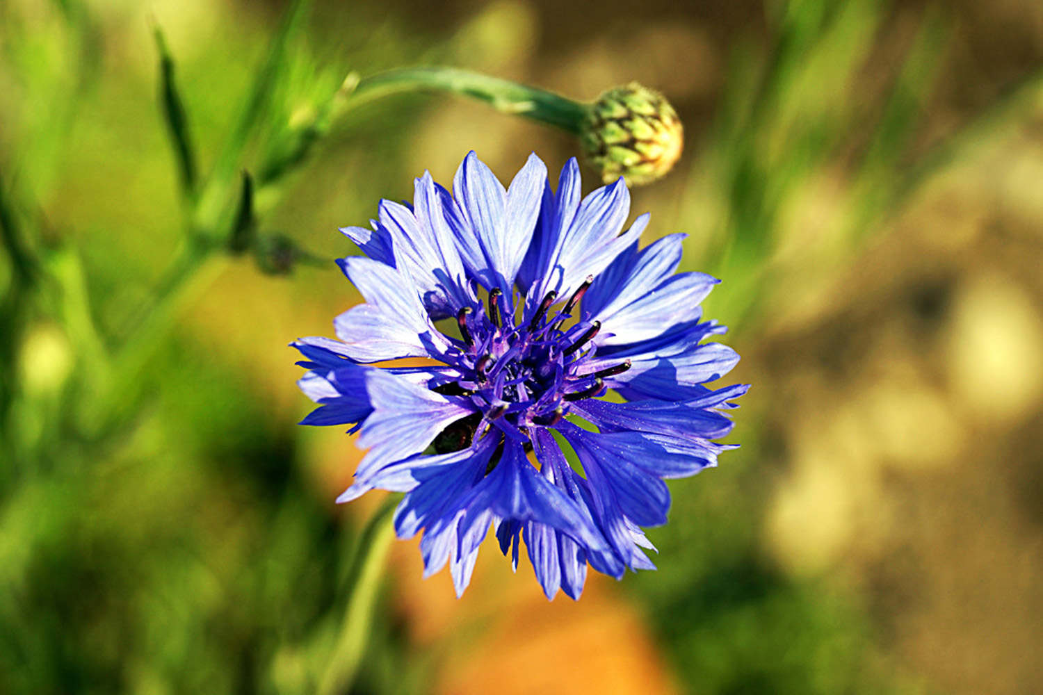 吉祥之花——蓝色矢车菊