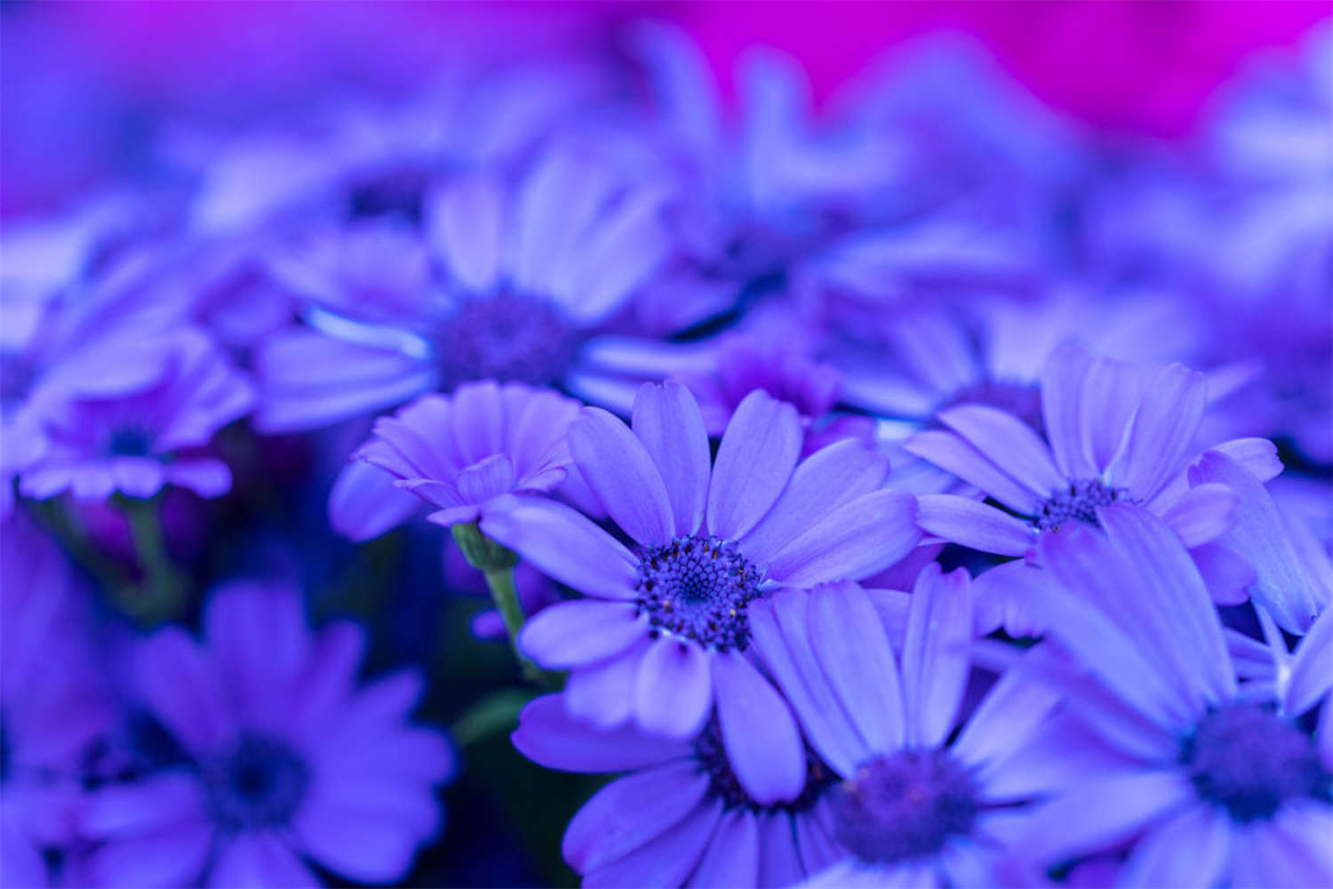 蓝色迷情——瓜叶菊