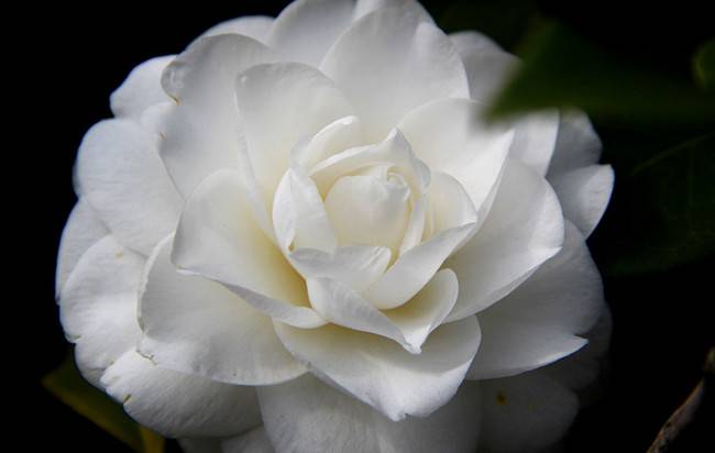白色茶梅——花中仙子