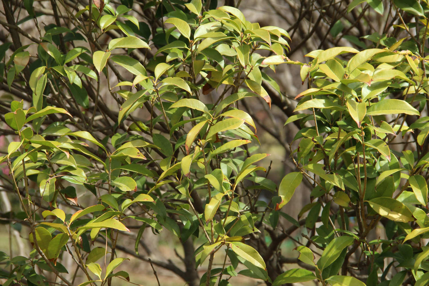 安知南山桂，绿叶垂芳根。