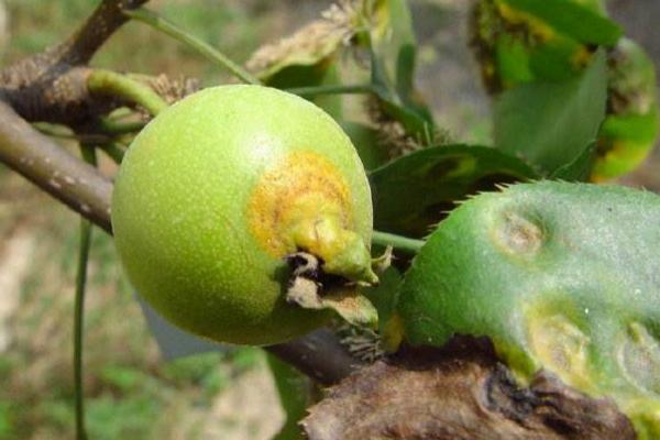 梨树常见病虫害有哪些，附防治方法