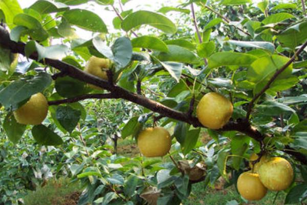 梨树常见病虫害有哪些