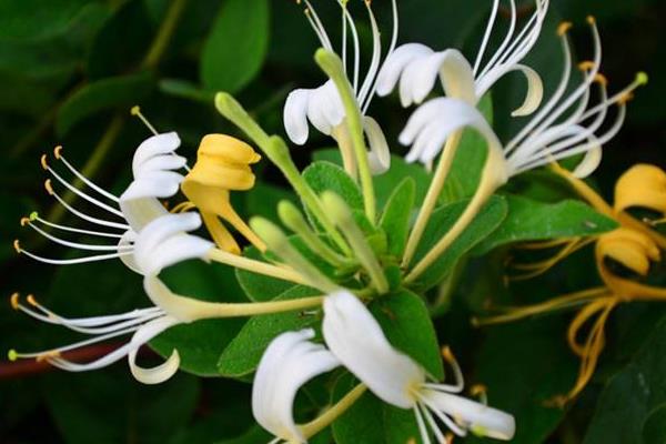 金银花修剪方法