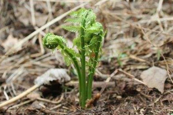 塌菜种植技术