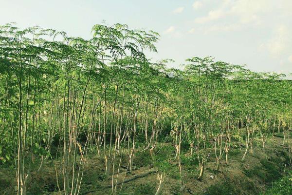 辣木种子种植方法